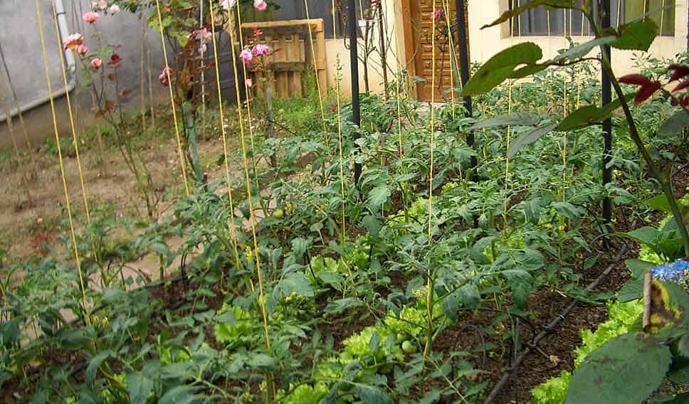 an exemplary picture of cheap vegetable garden ideas