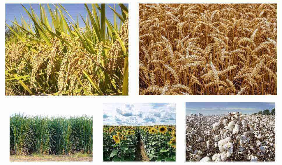 Easiest Crops To Grow For Profit On A Large Area