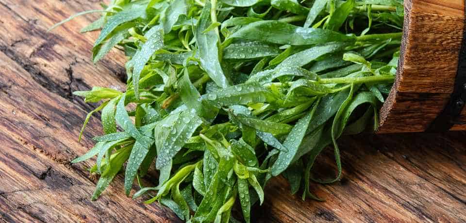 plants that grow from stems