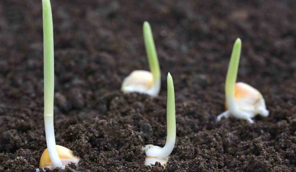 How To Germinate Any Seed