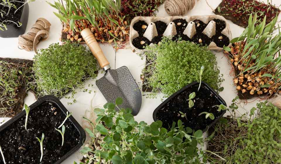 How To Germinate Any Seed