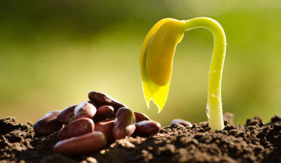 How To Germinate Any Seed