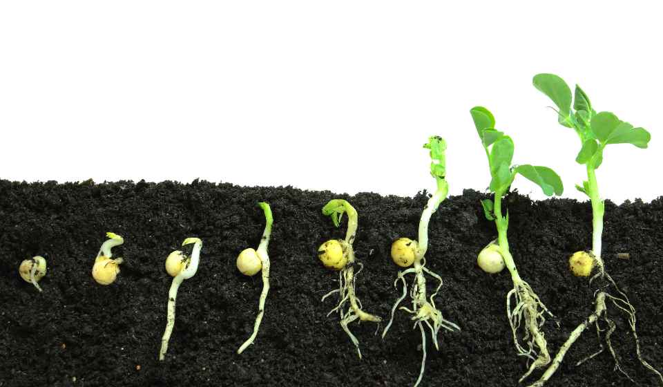 How To Germinate Any Seed